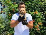 Ori̇ji̇nal Irk Garanti̇li̇ Malti̇poo Bebekler