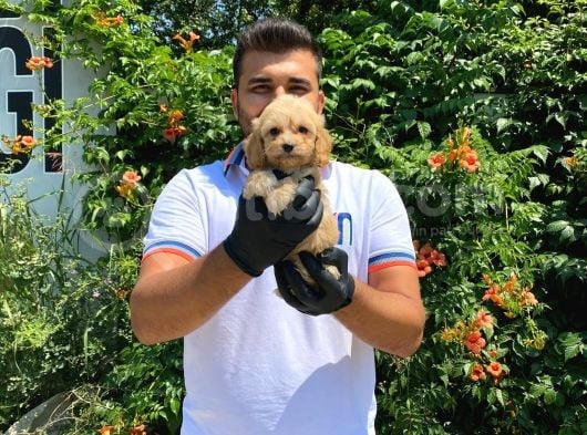 Ori̇ji̇nal Irk Garanti̇li̇ Malti̇poo Bebekler görsel