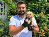 Ori̇ji̇nal Irk Garanti̇li̇ Malti̇poo Bebekler
