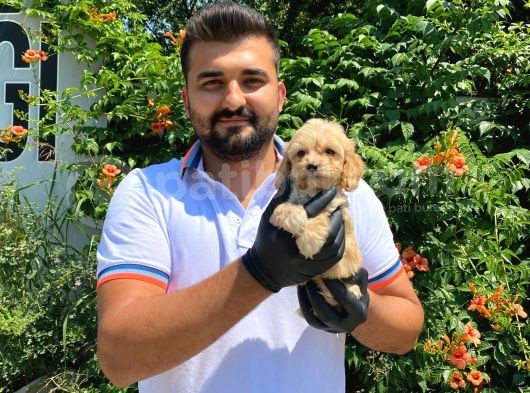 Ori̇ji̇nal Irk Garanti̇li̇ Malti̇poo Bebekler görsel