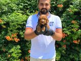 YUMUŞACIK TÜYLÜ MALTİPOO BEBEKLER