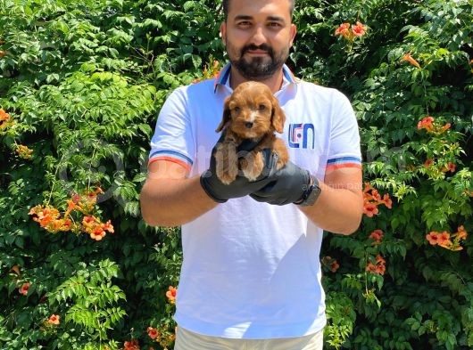 Yumuşacik Tüylü Malti̇poo Bebekler