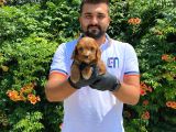 Yumuşacik Tüylü Malti̇poo Bebekler