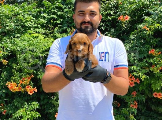 Yumuşacik Tüylü Malti̇poo Bebekler görsel