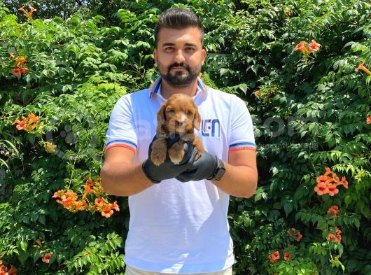 Yumuşacik Tüylü Malti̇poo Bebekler görsel