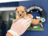 Teacup Orjinal Malti̇poo