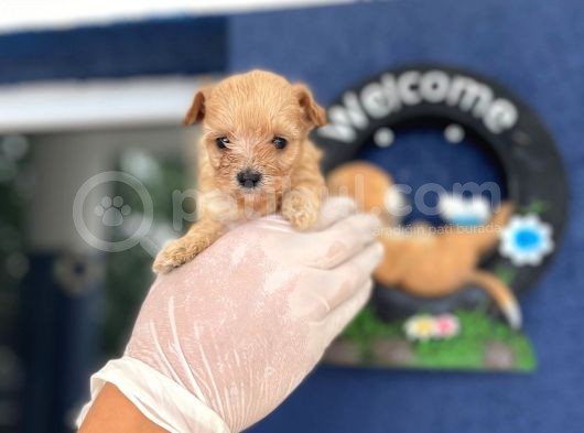 Teacup Orjinal Malti̇poo görsel