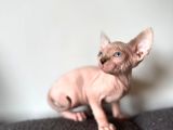 Tüysüz kedi sfensk yavrular orjinal garantili uygun bütçe