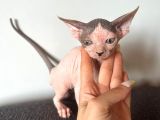 Tüysüz Kedi Sfensk Yavrular Orjinal Garantili Uygun Bütçe