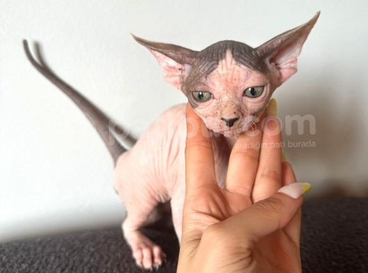 Tüysüz Kedi Sfensk Yavrular Orjinal Garantili Uygun Bütçe görsel
