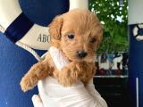 Teacup Orjinal Malti̇poo