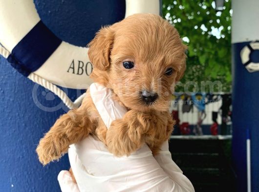 Teacup Orjinal Malti̇poo görsel