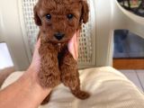 Ev Ortamında Doğan Poodle Bebişlerim