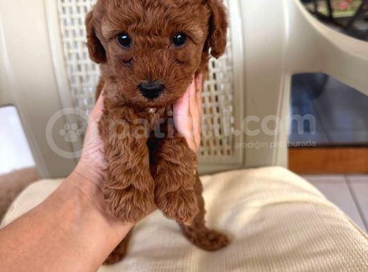 Ev Ortamında Doğan Poodle Bebişlerim görsel
