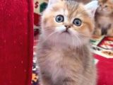 VONALP PET TORIUM AYRICALIGIYLA SAFLIK GARANTILI BRITISH SHORTHAIR YAVRULAR