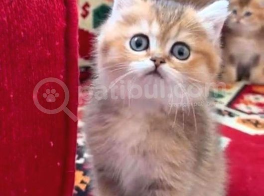 Vonalp Pet Torium Ayricaligiyla Saflik Garantili British Shorthair Yavrular