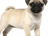 gül kuyruk pugg ls -lameta