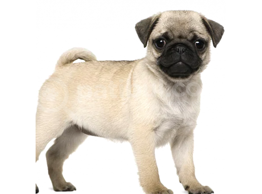 Gül Kuyruk Pugg Ls -Lameta
