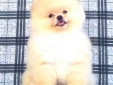 ORJİNAL POMERANİAN BOO BEBEĞİMİZ GELDİ