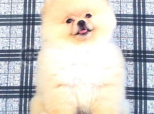 Orji̇nal Pomerani̇an Boo Bebeği̇mi̇z Geldi̇