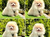 Pomerani̇an Boo Bebekleri̇mi̇z Gelmi̇şti̇r