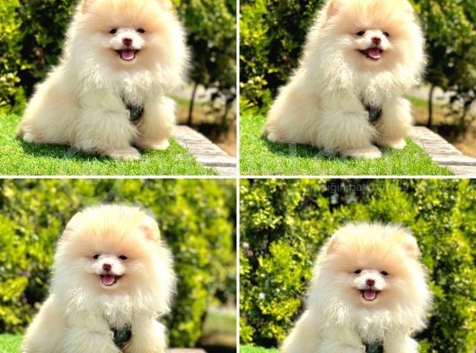 Pomerani̇an Boo Bebekleri̇mi̇z Gelmi̇şti̇r görsel