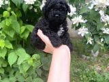 Siyah Poodle Yavruları