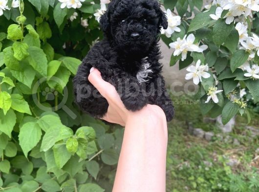 Siyah Poodle Yavruları