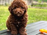 Brown Poodle Yavruları