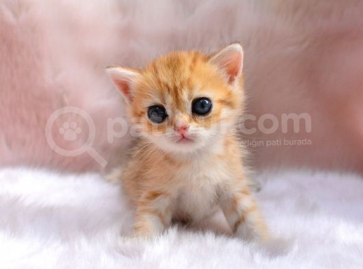 İnci Tanemiz Golden Ny11 British Shorthair görsel