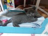 Safkan British Shorthair Erkek Yavru