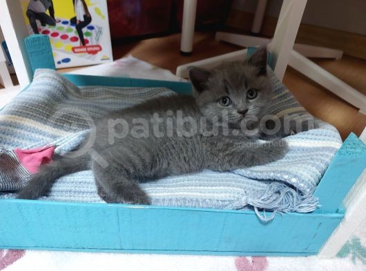 Safkan British Shorthair Erkek Yavru görsel