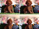 Red Brown Toy Poodle Bebekleri̇mi̇z Geldi̇