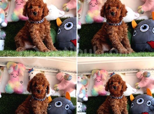 Red Brown Toy Poodle Bebekleri̇mi̇z Geldi̇ görsel