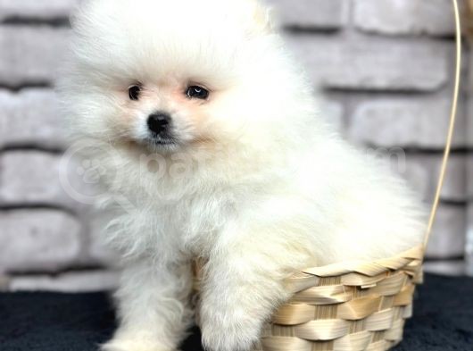 Ayı Surat Pomerian Boo Bebeklerim görsel