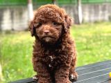 Brown Poodle yavruları