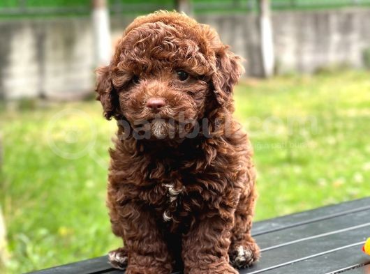 Brown Poodle Yavruları