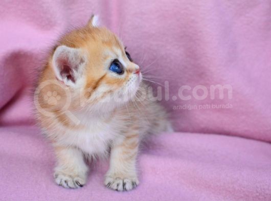 Şahane Gold Rengi Ny11 British Shorthair görsel