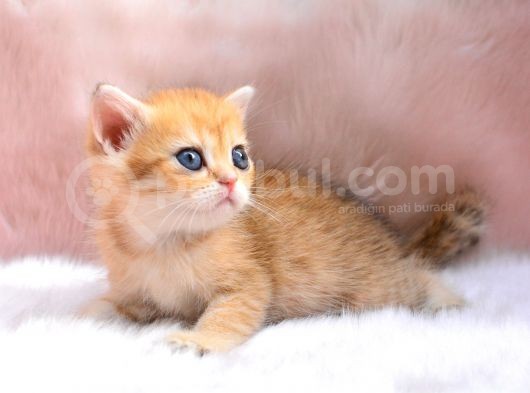 İnci Tanemiz Golden Ny11 British Shorthair görsel