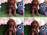 Red Brown Dişi Erkek Show Kalite Toy Poodle Yavrular