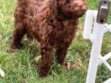 Brown Poodle Yavruları