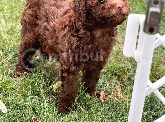 Brown Poodle Yavruları görsel
