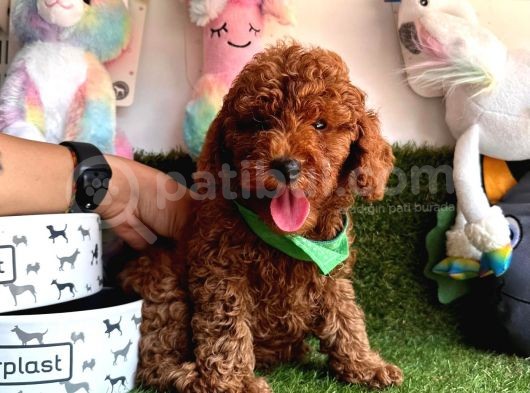 ORİJİNAL RED BROWN TOY POODLE YAVRULARIMIZ