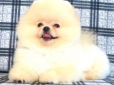 Orji̇nal Pomerani̇an Boo Bebeği̇mi̇z Geldi̇