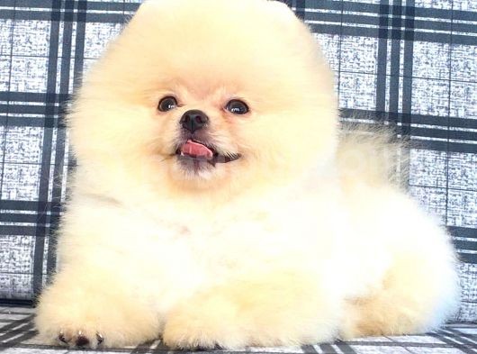 Orji̇nal Pomerani̇an Boo Bebeği̇mi̇z Geldi̇ görsel