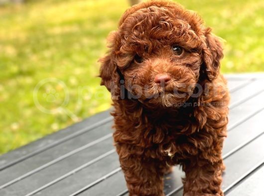 Brown Poodle Yavruları görsel