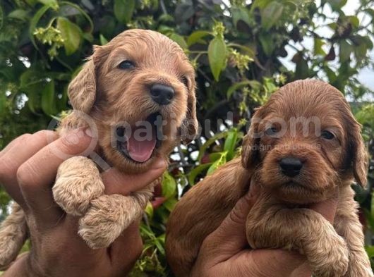 Di̇zayn Irk Malti̇poo Bebekler