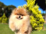 BİRİNCİ SINIF POMERANİAN BOO BEBEĞİMİZ
