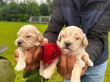 Malti̇poo Yavrular