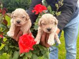 Di̇zayn Irk Malti̇poo Bebekler